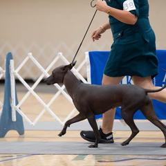 "Beautiful movement " Peruvian Inca Orchid All Grown Up from Calypso Kennel