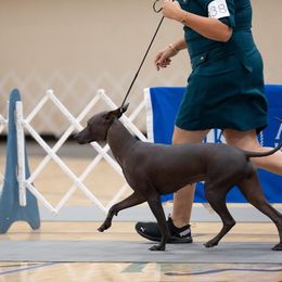 "Beautiful movement " Peruvian Inca Orchid All Grown Up from Calypso Kennel