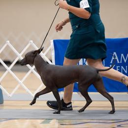 "Beautiful movement " Peruvian Inca Orchid All Grown Up from Calypso Kennel