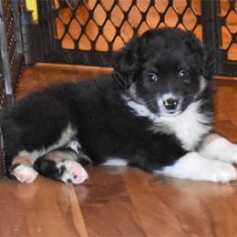 Miniature American Shepherd Puppies from Dreamcatcher