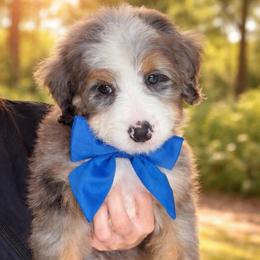 Munchkin - Blue merle male Bernedoodle puppy in Ormond Beach, Florida from Florida Coast Doodles