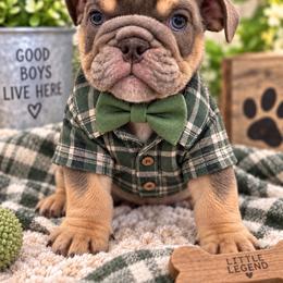 Hey good looking :) Russle - Lilac tri-color male Bulldog puppy in Seattle, Washington from mama Myra bulldogs