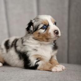 Australian Shepherd, Miniature American Shepherd, Miniature Australian Shepherd, and Toy Australian Shepherd Puppies from Painted Blue Aussies