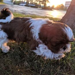Shih Tzu Puppies from Tough Shih