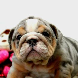 Mario - Blue tri-color male Bulldog puppy in Lewisberry, Pennsylvania from Salted Rim Corgis