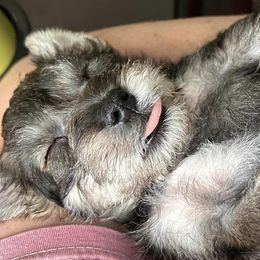 Miniature Schnauzers from Johnson Schnauzer’s