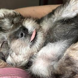 Miniature Schnauzers from Johnson Schnauzer’s