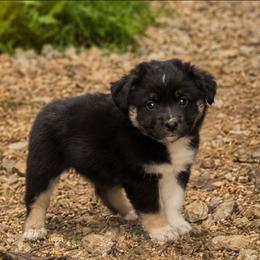 Atlas - Black tri male Miniature Australian Shepherd puppy in Macomb, Missouri from Faunus Farms and Aussies
