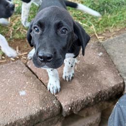 Boy 2 - Black and white male German Shorthaired Pointer puppy in Keswick, Virginia from Copper Ridge Stables