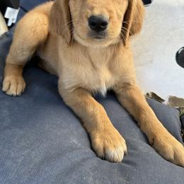 Golden Retriever Puppies from Arizona Dream Goldens