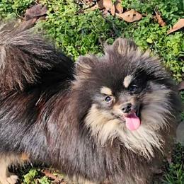 Chase - Pomeranian