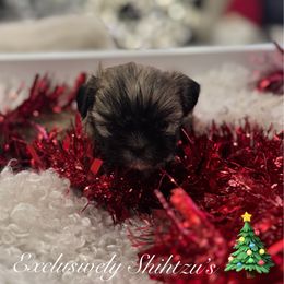 Prince Truffles - Black gold and white male Shih Tzu puppy in Kent, Washington from Exclusively Shih Tzu's LLC