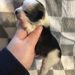 Ace - Black parti male Pomeranian puppy in Waterloo, Indiana from Garcias Pomeranian
