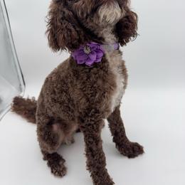 Kelce - Poodle