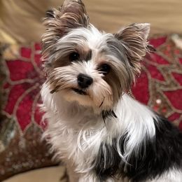 Poppy - Yorkshire Terrier