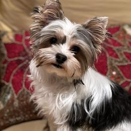 Poppy - Yorkshire Terrier