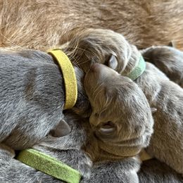 German Shepherd Puppies from Legacy K9’s