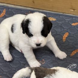 Tae - Black and white female Saint Berdoodle puppy in San Antonio, Texas from Mammoth Doodles