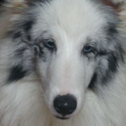 Sara - Shetland Sheepdog