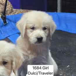 Dulci girl 2 - Light golden female Golden Retriever puppy in Niles, Michigan from Composer Goldens