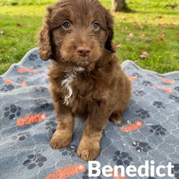 Benedict - Sable male Aussiedoodle puppy in Ellenburg Center, New York from Kristin's Puppies
