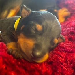 Manchester Terrier All Grown Up from Burmack Manchester Terriers