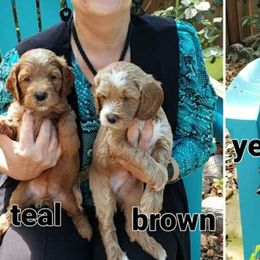 Goldendoodles from Journeys End Goldendoodles