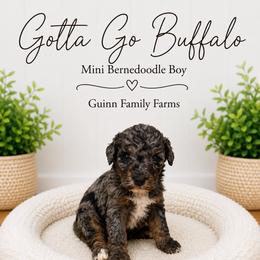 Gotta go Buffalo - Merle male Bernedoodle puppy in Grove, Oklahoma from Guinn Family Farms