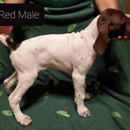 German Shorthaired Pointer Puppies from Cedar Hills GSP