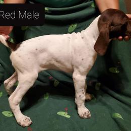 German Shorthaired Pointer Puppies from Cedar Hills GSP