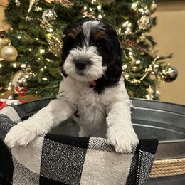 Bernedoodle Puppies from Doodle Dealers