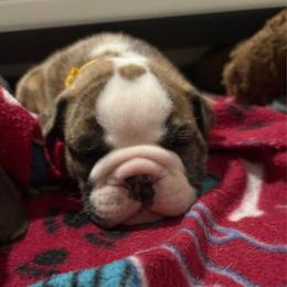 Sam Carmichael - Yellow Collar - Fawn brindle and white male Bulldog puppy in Krum, Texas from K & K Little Blessings