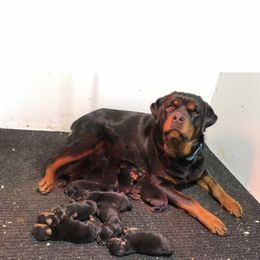 Coton de Tulear, Rottweiler, and Shih Tzu Puppies from Vom Hause Noble Rottweilers and Shih Tzu
