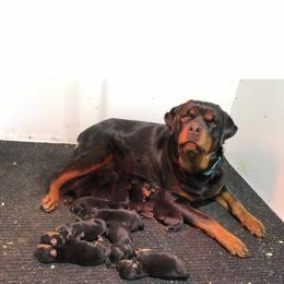 Coton de Tulear, Rottweiler, and Shih Tzu Puppies from Vom Hause Noble Rottweilers and Shih Tzu