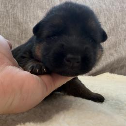 Girl 3 - Black and red female German Shepherd puppy in Battle Ground, Washington from Purebred Elite Shepherds