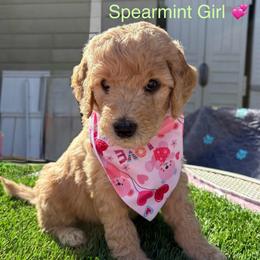 Spearmint - Golden female Double Doodle puppy in El Cajon, California from Calibear Doodles