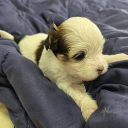 Geneva - Red female Havanese puppy in Silver Spring, Maryland from GoldDust Havanse