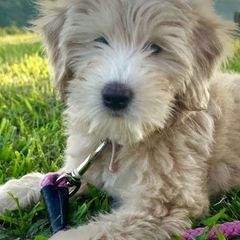 Bernedoodles, Cavapoos, Double Doodles, and Goldendoodles from Liberty Acres of Ohio