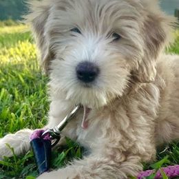 Bernedoodles, Cavapoos, Double Doodles, and Goldendoodles from Liberty Acres of Ohio
