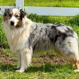 Australian Shepherd puppies from Lydon Australian Shepherds