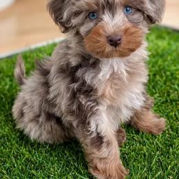 Bernedoodle and Schnoodle Puppies from Grand Lake Poodles & Doodles