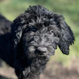 Hemlock - Black male Assorted Doodle Crosses puppy in Kansas City, Missouri from Beary GoldenDoodles