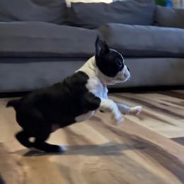 London - Black brindle and white male Boston Terrier puppy in Wildwood, Missouri from Belleville Bostons