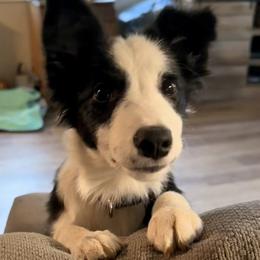 Border Collie Puppies from Cahill’s Canines