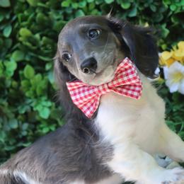 Saylor - Piebald male Dachshund puppy in Woodbine, Georgia from Bowdachs Cream Pies