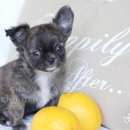 Chihuahua Puppies from Shady Grove Chihuahuas
