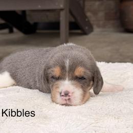 Kibbles - Blue tan and white male Beagle puppy in Mansfield, Missouri from Rippee Creek Kennel