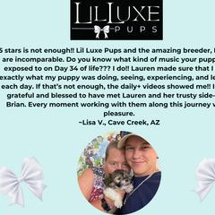 Morkie and Shorkie Puppies from Lil Luxe Pups