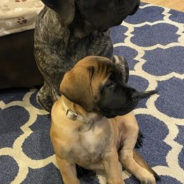 Mastiffs from Olde Heritage Mastiffs