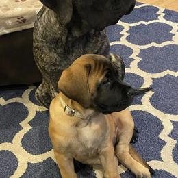 Mastiffs from Olde Heritage Mastiffs